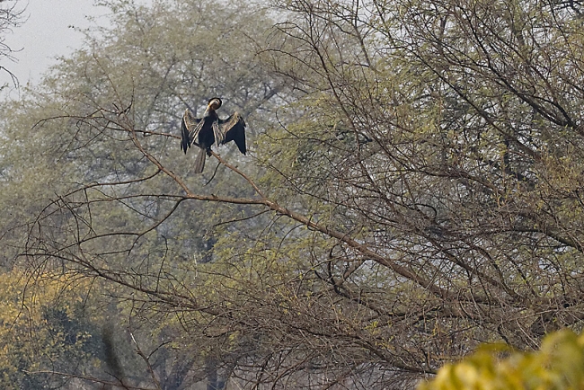 Keoladeo national park-079
